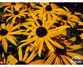 Rudbeckia sullivantii ‘Goldsturm’