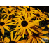 Rudbeckia sullivantii ‘Goldsturm’