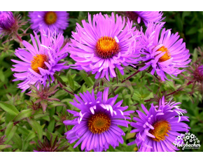 Aster novae-angliae ‘Barr's Blue’