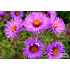 Aster novae-angliae ‘Barr's Blue’