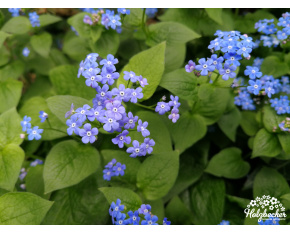 Brunnera macrophylla