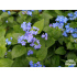 Brunnera macrophylla