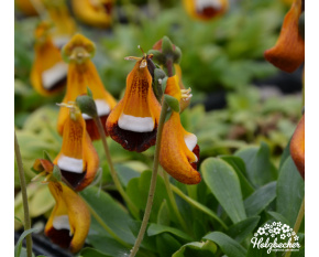 Calceolaria uniflora