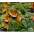 Calceolaria uniflora