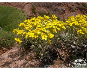 Fibigia triquetra