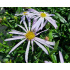 Aster pyrenaeus ‘Lutetia’