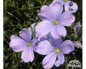 Linum perenne