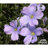 Linum perenne