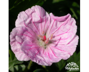 Geranium sanguineum ‘var. striatum’