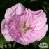 Geranium sanguineum ‘var. striatum’
