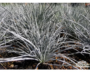 Festuca valesiaca ‘Glaucantha’