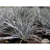 Festuca valesiaca ‘Glaucantha’