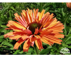 Echinacea ‘SunSeekers Rainbow’