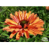 Echinacea ‘SunSeekers Rainbow’