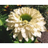 Echinacea ‘SunSeekers White’