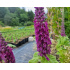 Teucrium hircanicum