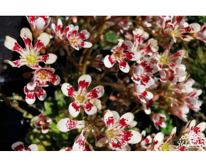 Saxifraga cotyledon ‘Southside Seedling’