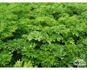 Petroselinum crispum ‘Mooskrause’