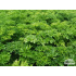 Petroselinum crispum ‘Mooskrause’