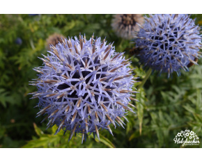 Echinops ritro