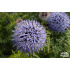 Echinops ritro