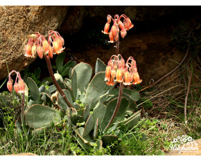 Cotyledon orbiculata
