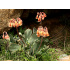 Cotyledon orbiculata