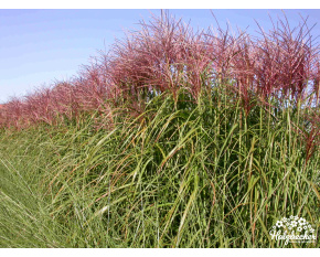 Miscanthus sinensis ‘Rotsilber’