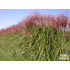 Miscanthus sinensis ‘Rotsilber’