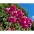 Bergenia ‘Eroica’