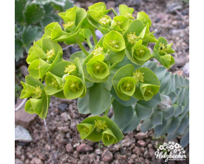 Euphorbia myrsinites