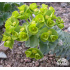 Euphorbia myrsinites