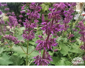 Salvia verticillata ‘Purple Rain’
