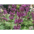 Salvia verticillata ‘Purple Rain’