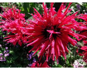 Monarda ‘Bee Happy’