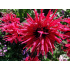 Monarda ‘Bee Happy’