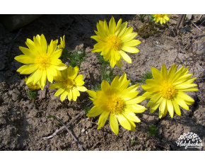 Adonis vernalis