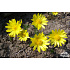 Adonis vernalis