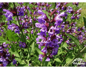 Salvia officinalis