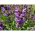 Salvia officinalis