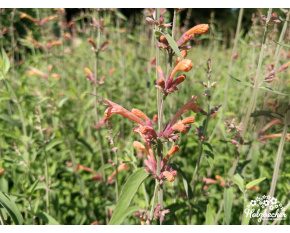 Agastache ‘Firebird’