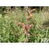 Agastache ‘Firebird’