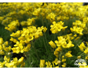 Draba bruniifolia
