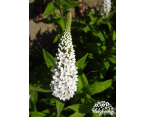 Lysimachia clethroides