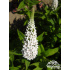 Lysimachia clethroides