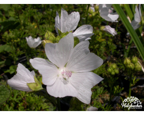Malva moschata ‘Alba’