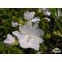 Malva moschata ‘Alba’
