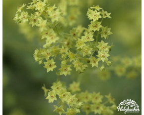 Alchemilla mollis