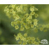 Alchemilla mollis