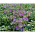 Chaenorrhinum origanifolium